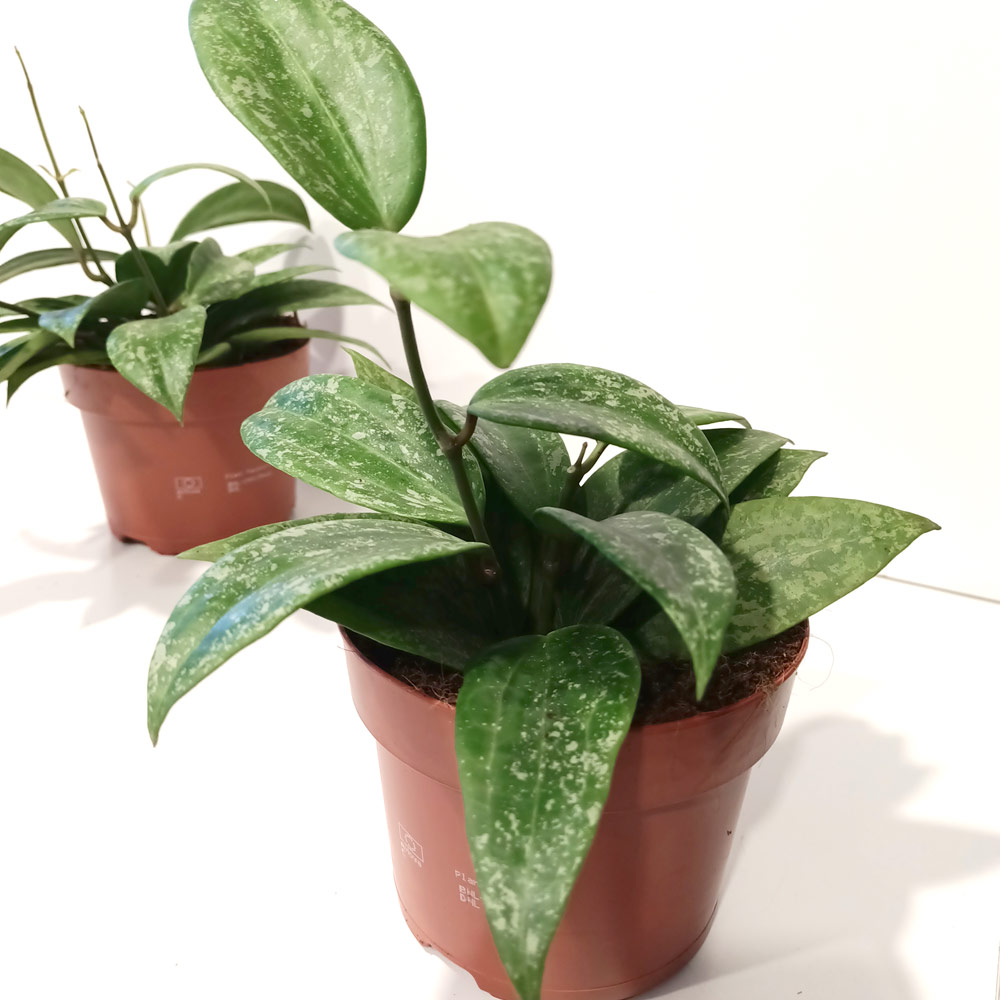 Hoya latifolia Rangsan Splash