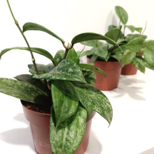 Hoya latifolia Rangsan Splash