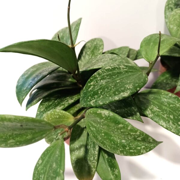 Hoya latifolia Rangsan Splash