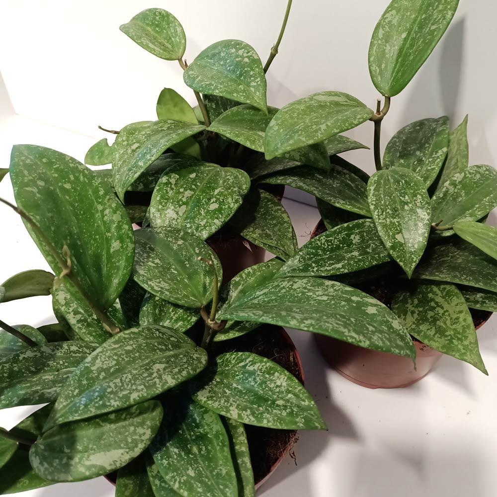 Hoya latifolia Rangsan Splash