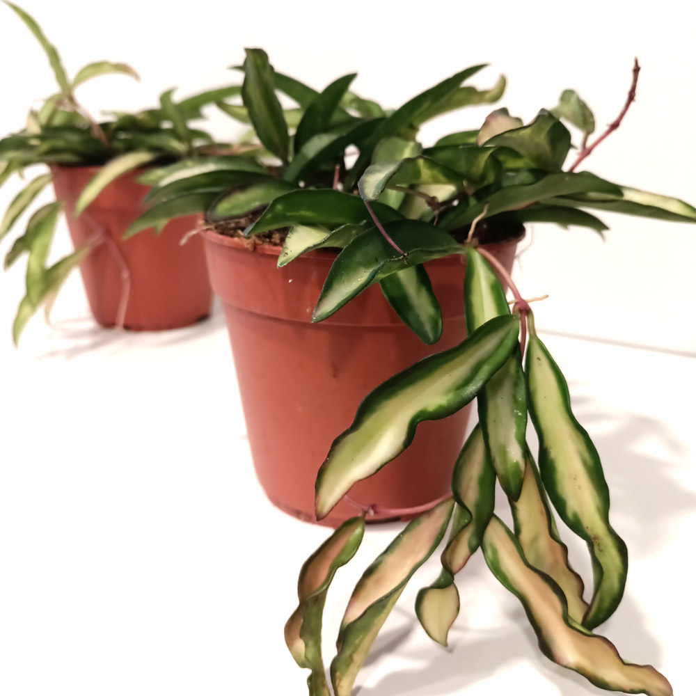 Hoya wayetii Tricolor