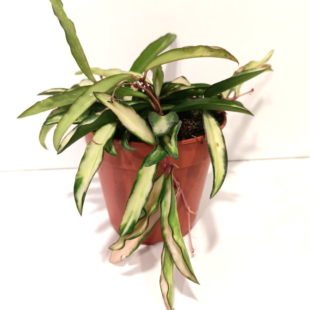 Hoya wayetii Tricolor