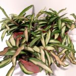 Hoya wayetii Tricolor