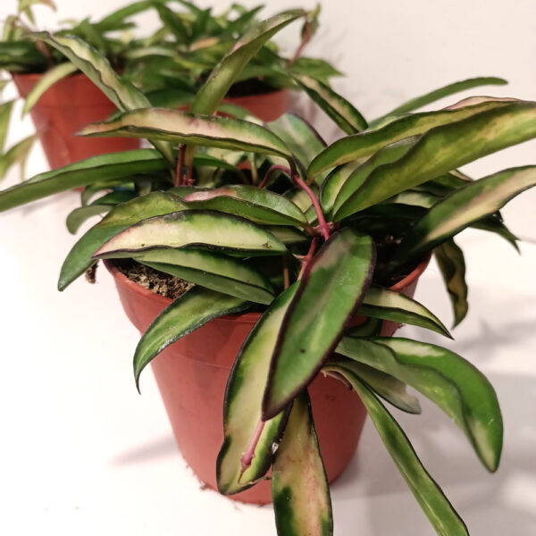 Hoya wayetii Tricolor