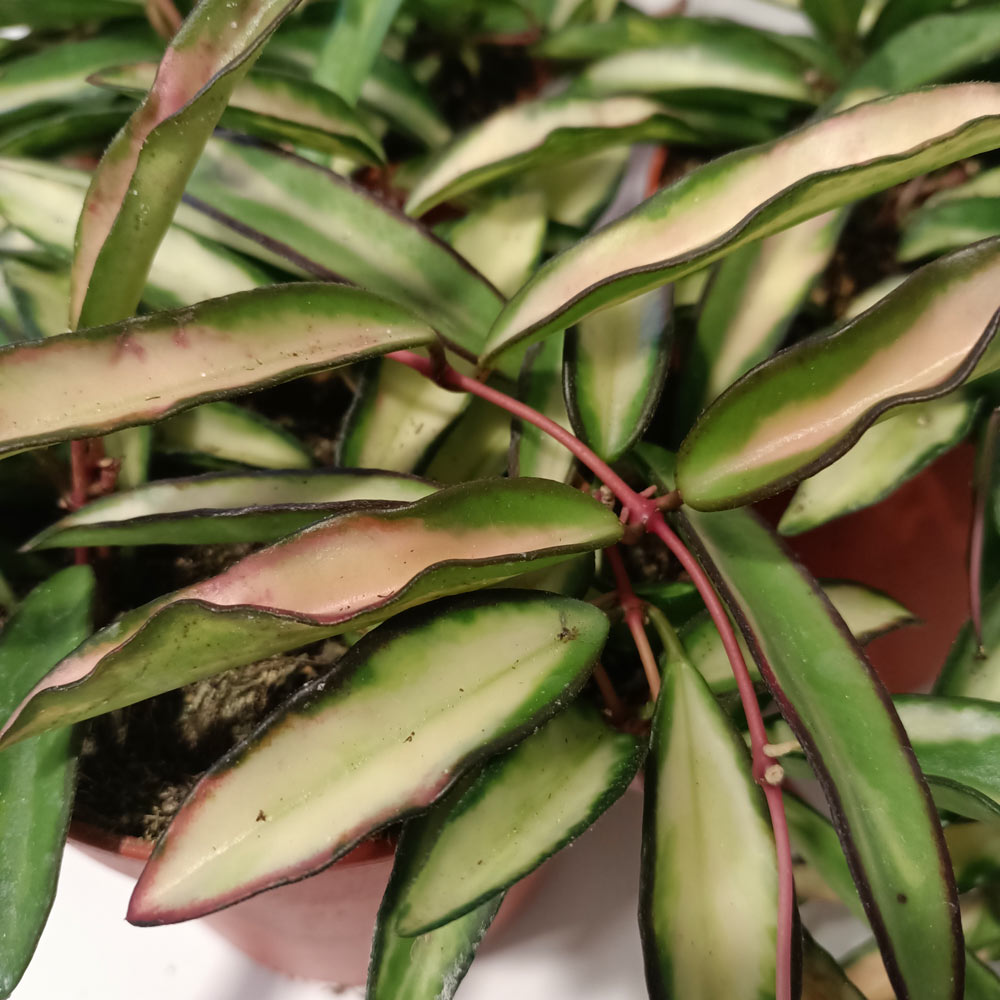 Hoya wayetii Tricolor