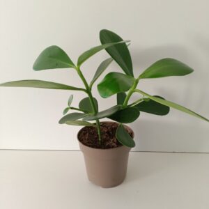 Clusia rosea princess