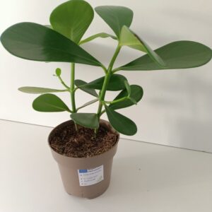 Clusia rosea princess