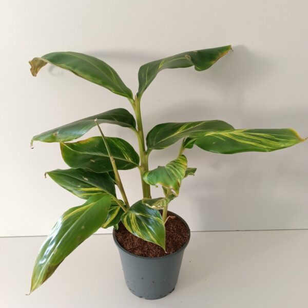 Alpinia Zerumbet variegata Alpinia Zerumbet variegata