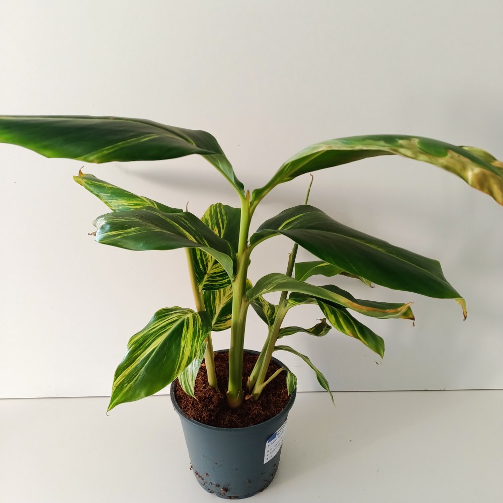 Alpinia Zerumbet variegata