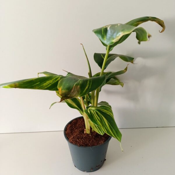 Alpinia Zerumbet variegata