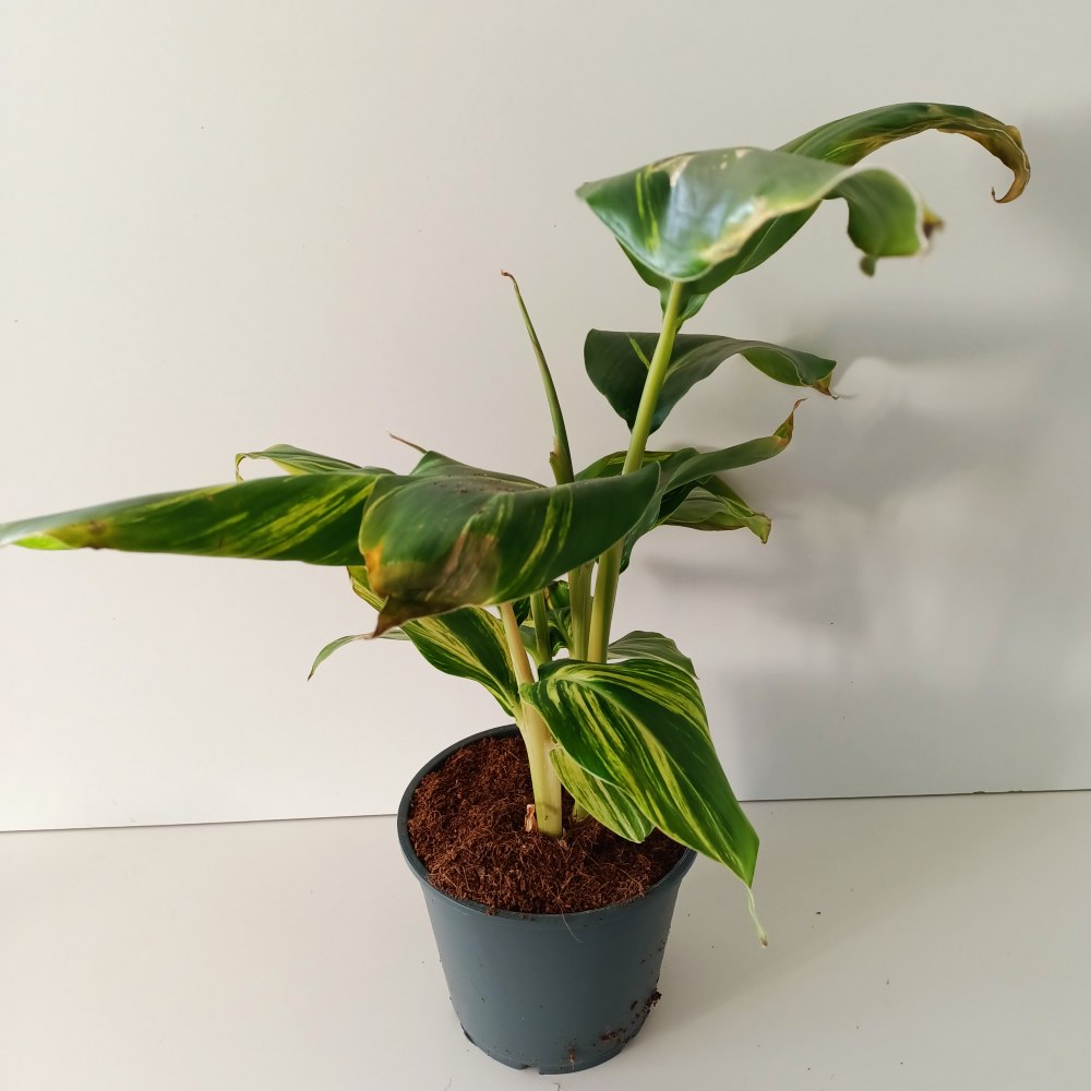 Alpinia Zerumbet variegata