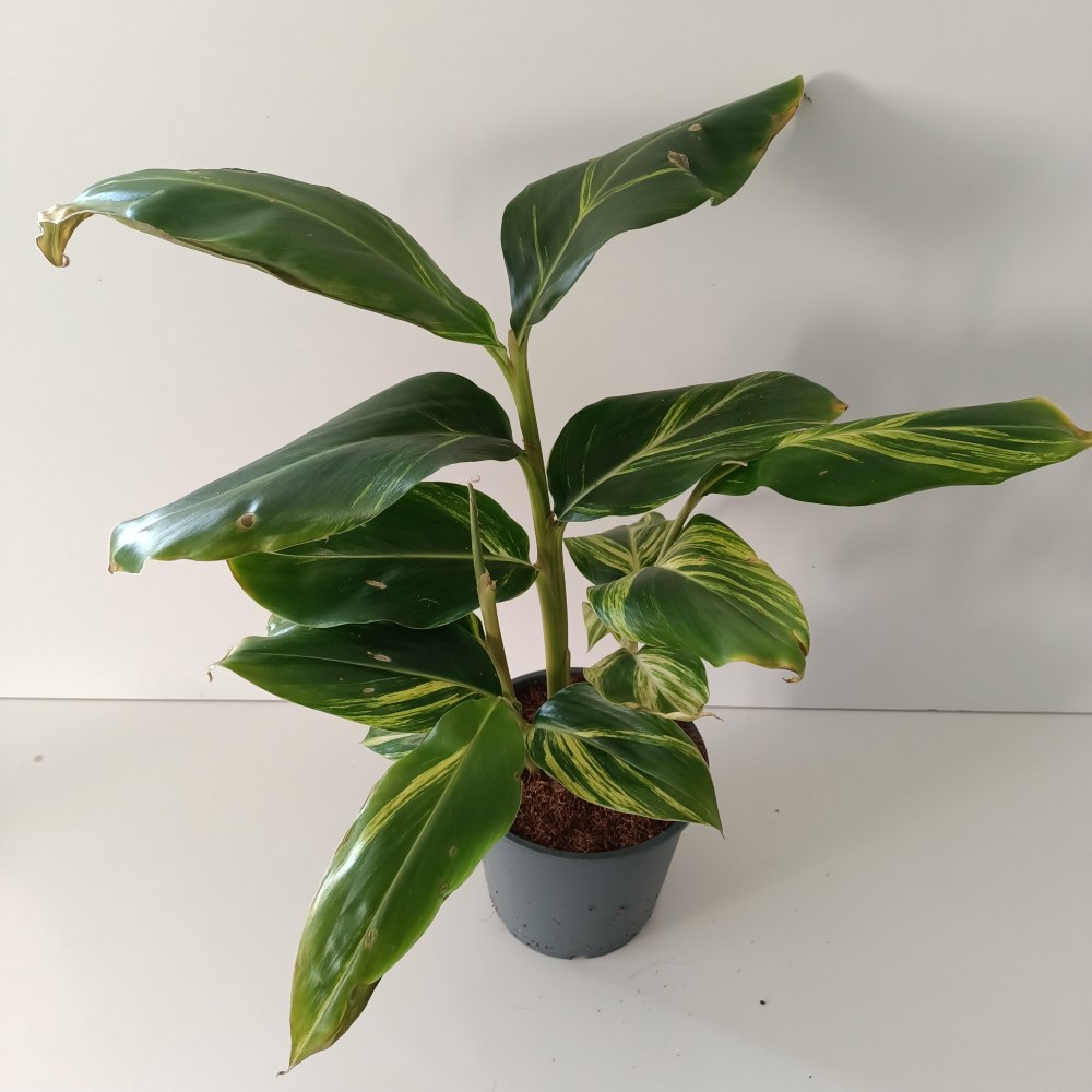 Alpinia Zerumbet variegata