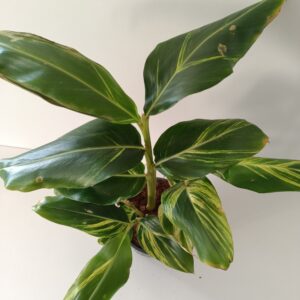 Alpinia Zerumbet variegata