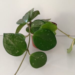 Hoya Freckles Splash