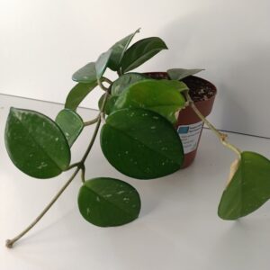 Hoya Freckles Splash