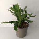 Schlumbergera BIAŁA