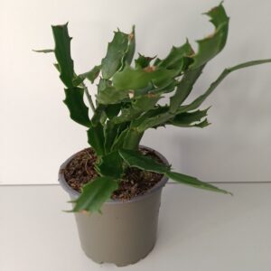 Schlumbergera BIAŁA