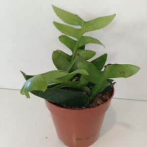 Epiphyllum chrysocardium