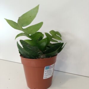 Epiphyllum chrysocardium