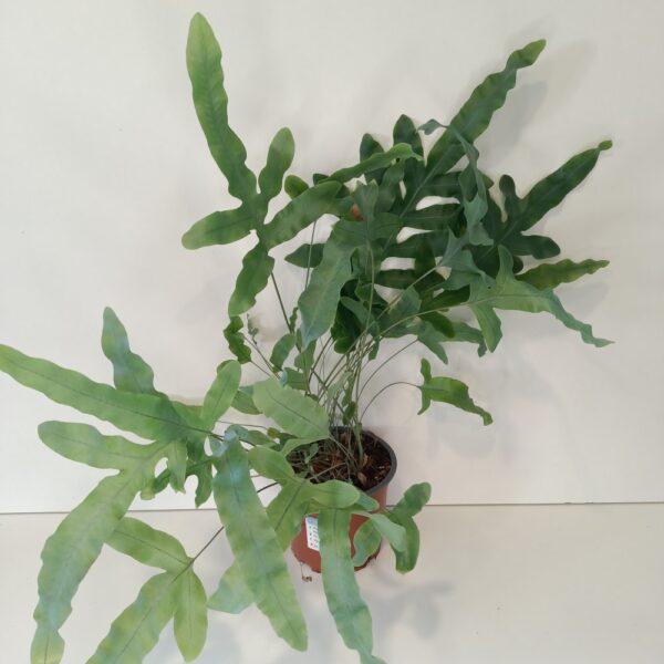 Phlebodium Blue Star