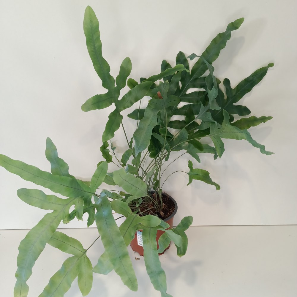 Phlebodium Blue Star