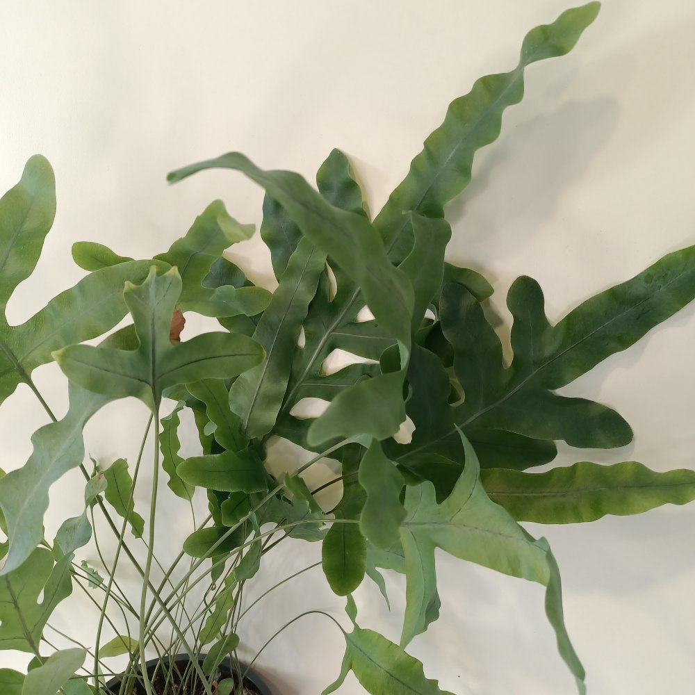 Phlebodium Blue Star