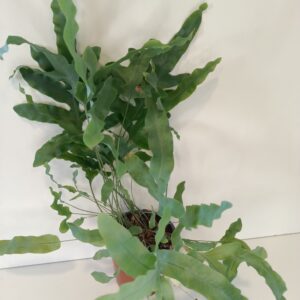 Phlebodium Blue Star