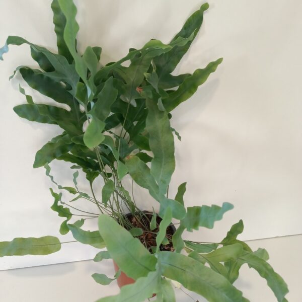 Phlebodium Blue Star Phlebodium Blue Star