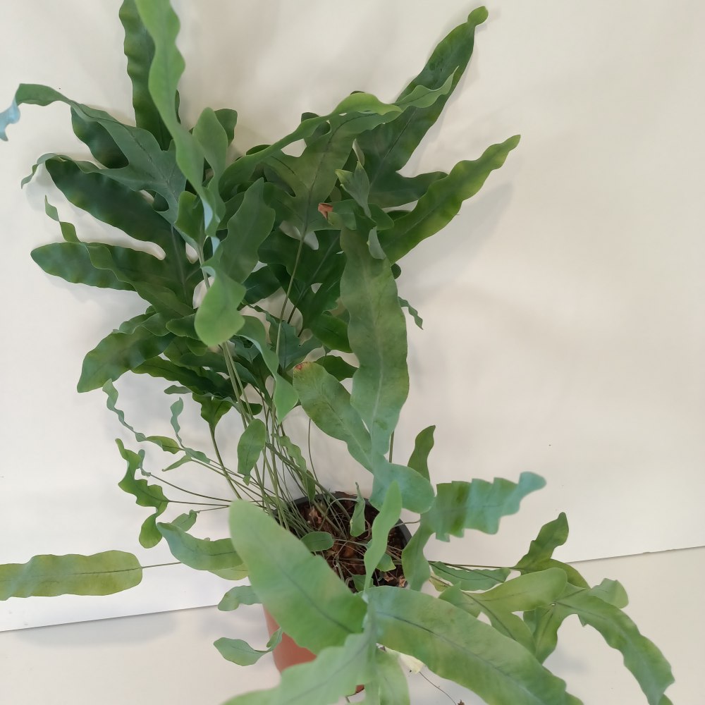 Phlebodium Blue Star