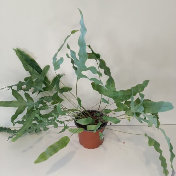 Phlebodium Blue Star