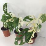 Monstera Obliqua variegata