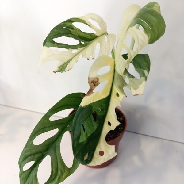 Monstera Obliqua variegata