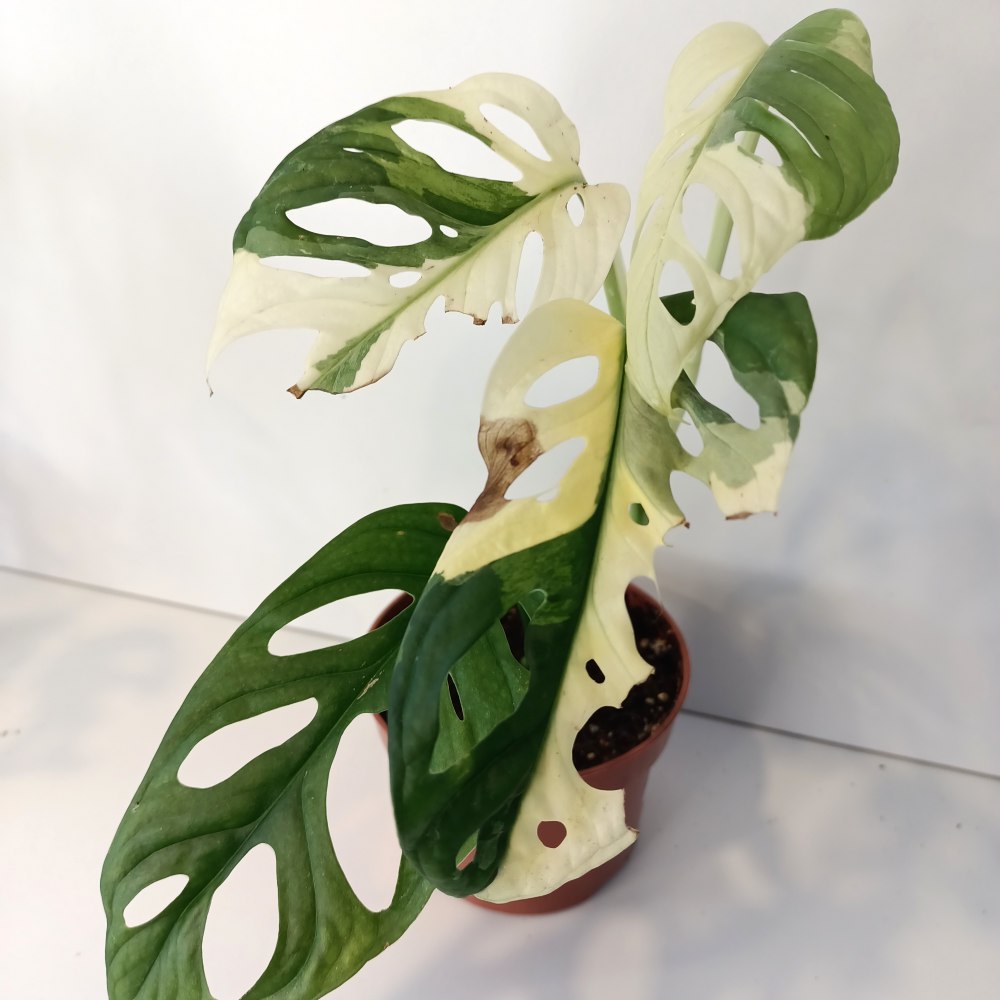 Monstera Obliqua variegata