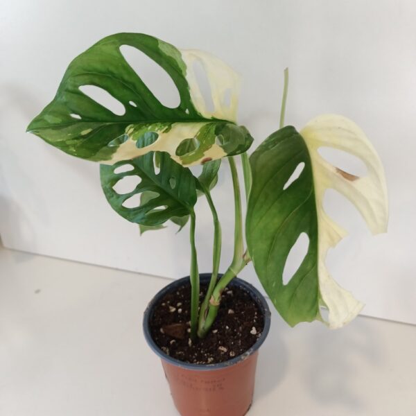 Monstera Obliqua variegata