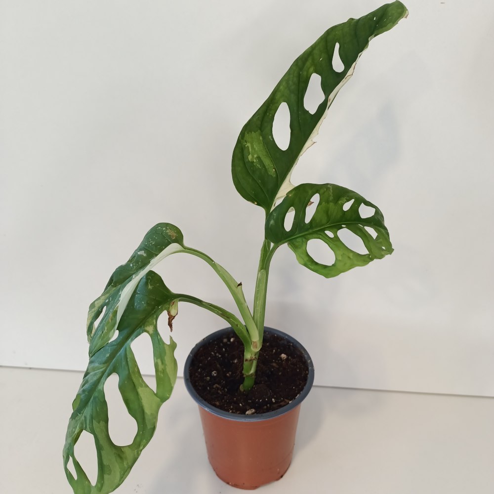 Monstera Obliqua variegata