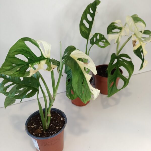 Monstera Obliqua variegata