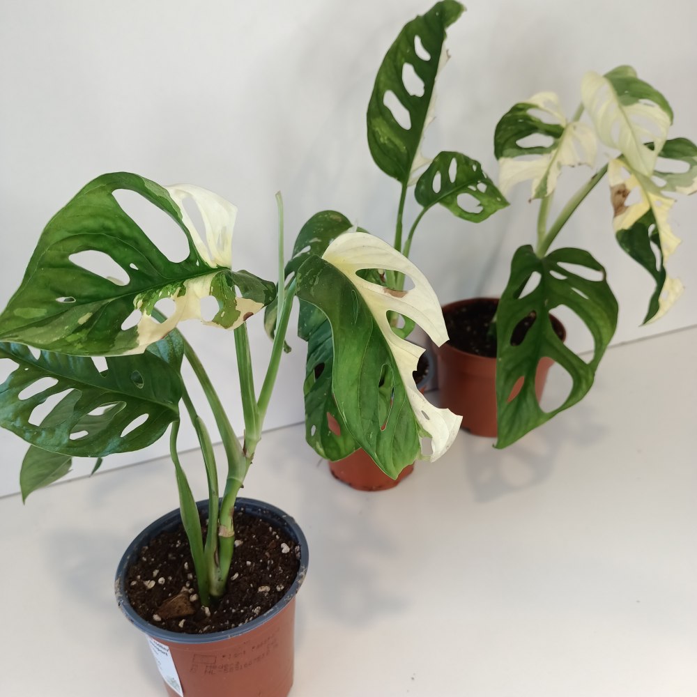 Monstera Obliqua variegata