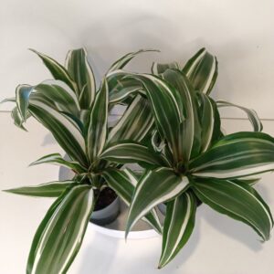 Dracaena White Jewel