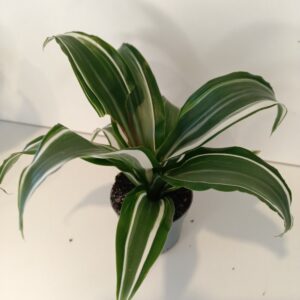 Dracaena White Jewel