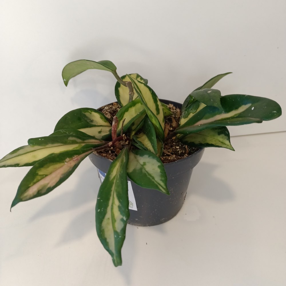 Hoya carnosa Tricolor