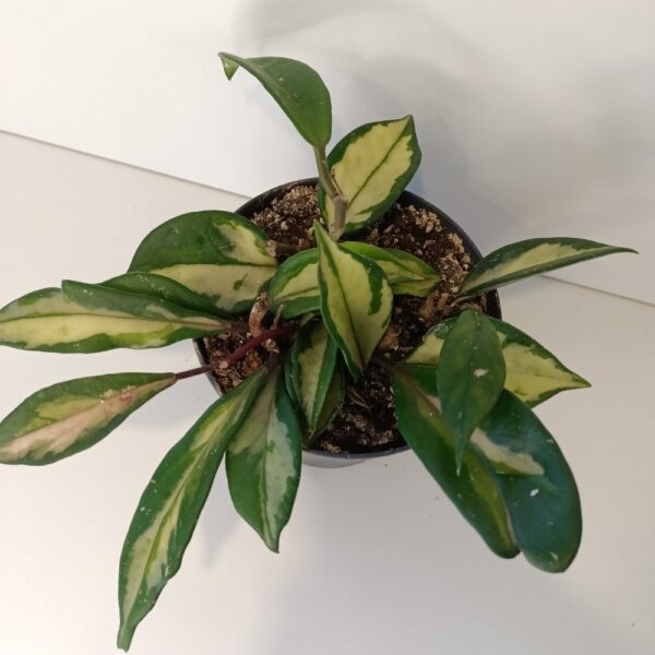 Hoya carnosa Tricolor