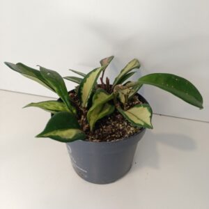 Hoya carnosa Tricolor