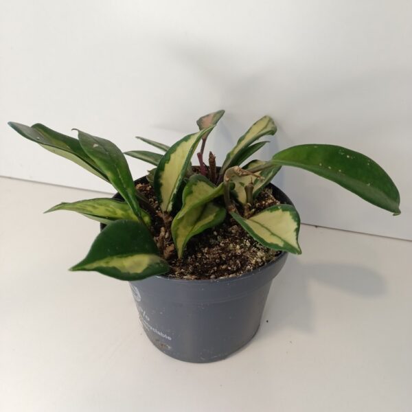 Hoya carnosa Tricolor