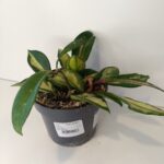 Hoya carnosa Tricolor