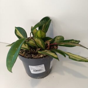 Hoya carnosa Tricolor