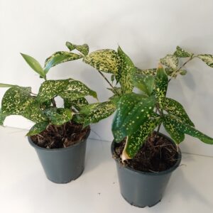 Dracaena Florida Beauty