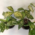 Dracaena Florida Beauty