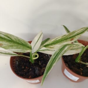 Amplissimum White Variegataa