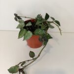 Hoya krohniana Splash