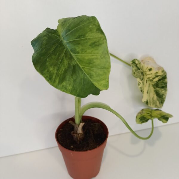 Alocasia Odora variegata Yellow